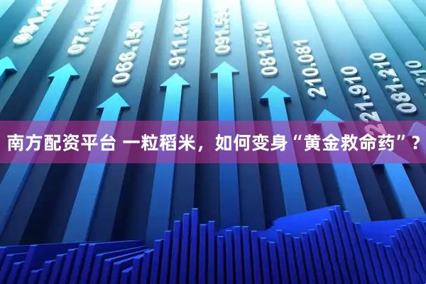 南方配资平台 一粒稻米，如何变身“黄金救命药”？